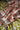 Cuvertură  Padbury Check Russet 150 x 200 cm