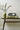 Prosop Cut Stem Moss-Charcoal